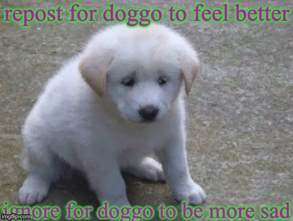 Dog | made w/ Imgflip meme maker