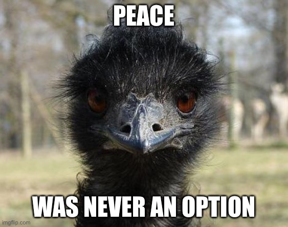 Emu war | PEACE; WAS NEVER AN OPTION | image tagged in bad news emu,peace was never an option,emu war,straya,meanwhile in australia | made w/ Imgflip meme maker
