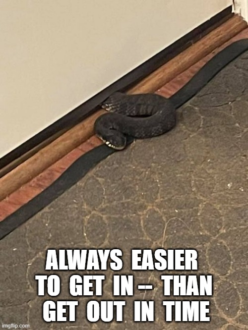 Getting out | ALWAYS  EASIER  TO  GET  IN --  THAN  GET  OUT  IN  TIME | image tagged in snakes | made w/ Imgflip meme maker