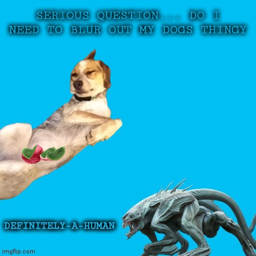 Serious question | SERIOUS QUESTION... DO I NEED TO BLUR OUT MY DOGS THINGY | made w/ Imgflip meme maker