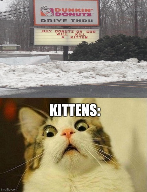 Wat wer u thincin dunkin donuts | KITTENS: | image tagged in memes,scared cat | made w/ Imgflip meme maker