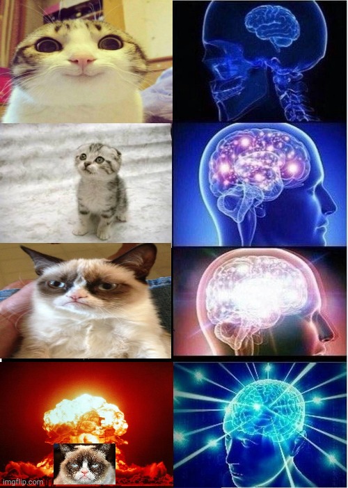 Cat SMORT power | image tagged in memes,expanding brain | made w/ Imgflip meme maker