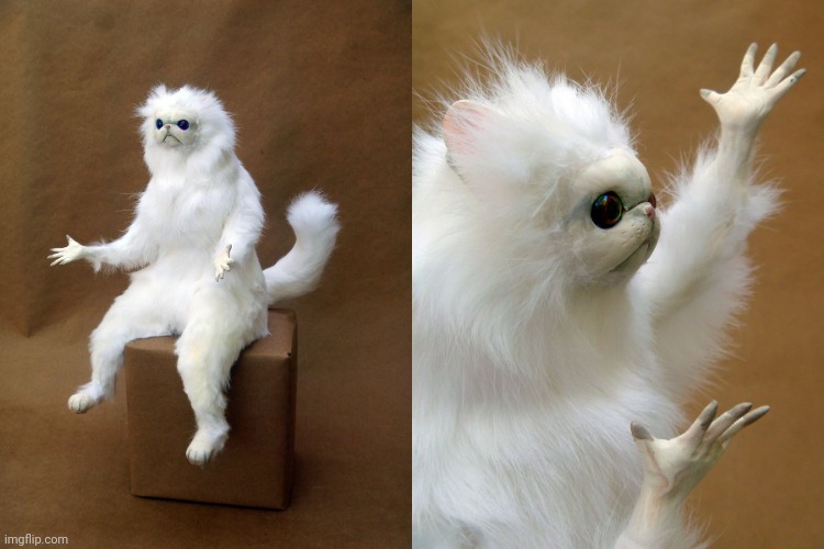 Then Why? Cat | image tagged in then why cat | made w/ Imgflip meme maker