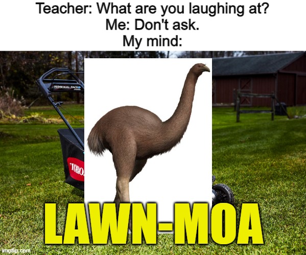Teacher: What are you laughing at?
Me: Don't ask.
My mind:; LAWN-MOA | image tagged in mwmes,puns,moa,teacher what are you laughing at,why are you laughing | made w/ Imgflip meme maker