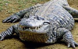 le croc Blank Meme Template