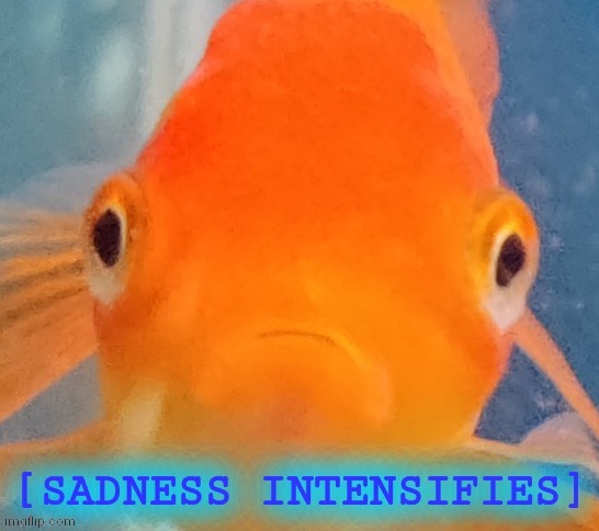 image tagged in sad fish | made w/ Imgflip meme maker