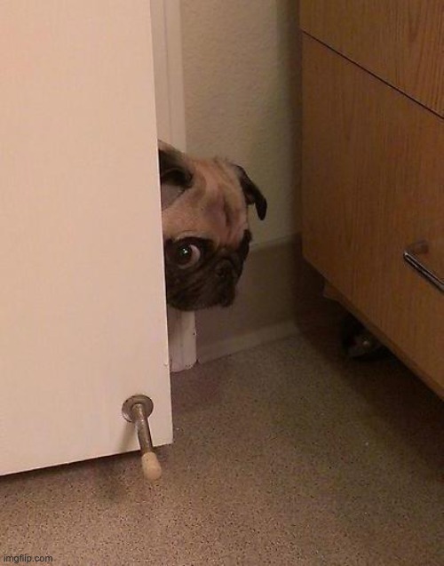 Guilty Pug | image tagged in guilty pug | made w/ Imgflip meme maker