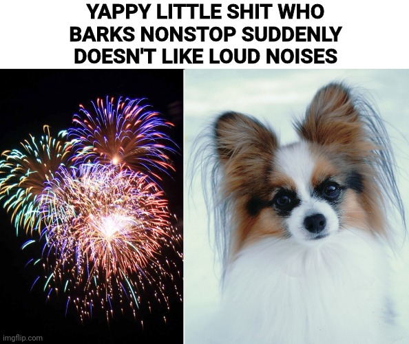 bork | YAPPY LITTLE SHIT WHO
BARKS NONSTOP SUDDENLY
DOESN'T LIKE LOUD NOISES | image tagged in fireworks,dog | made w/ Imgflip meme maker