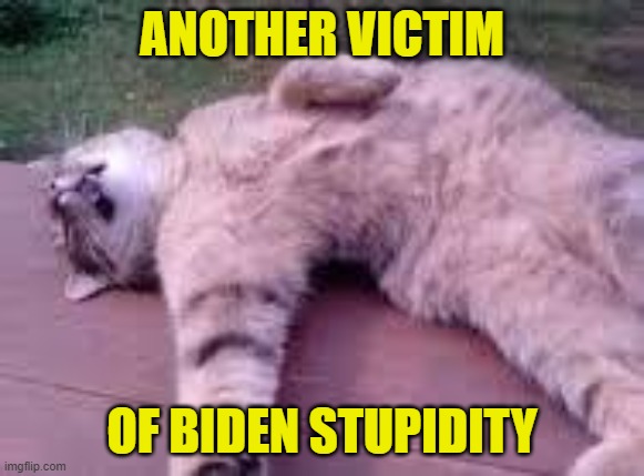 Dead cat | ANOTHER VICTIM OF BIDEN STUPIDITY | image tagged in dead cat | made w/ Imgflip meme maker