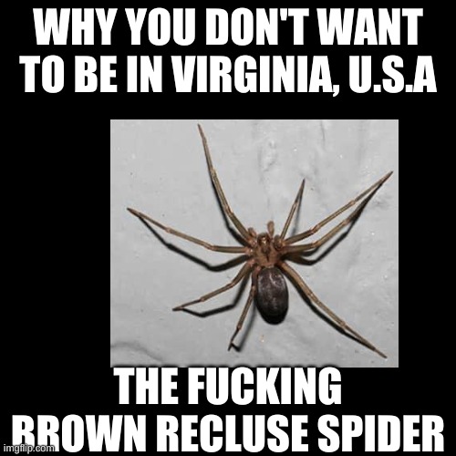 Yes, we have those here. | WHY YOU DON'T WANT TO BE IN VIRGINIA, U.S.A; THE FUCKING BROWN RECLUSE SPIDER | made w/ Imgflip meme maker