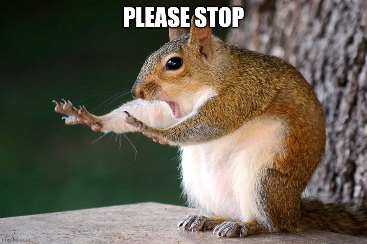Squirrel no | PLEASE STOP | image tagged in squirrel no | made w/ Imgflip meme maker