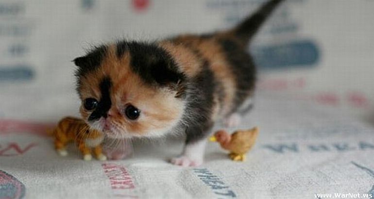 image tagged in cats,kittens,animals