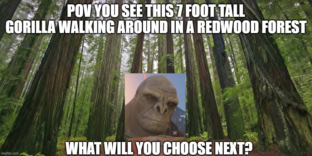 gorilla | POV YOU SEE THIS 7 FOOT TALL GORILLA WALKING AROUND IN A REDWOOD FOREST; WHAT WILL YOU CHOOSE NEXT? | image tagged in redwood forest | made w/ Imgflip meme maker