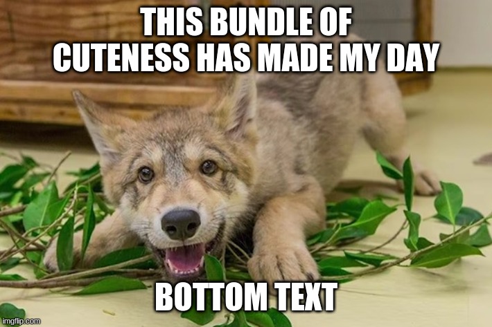 THIS BUNDLE OF CUTENESS HAS MADE MY DAY; BOTTOM TEXT | made w/ Imgflip meme maker