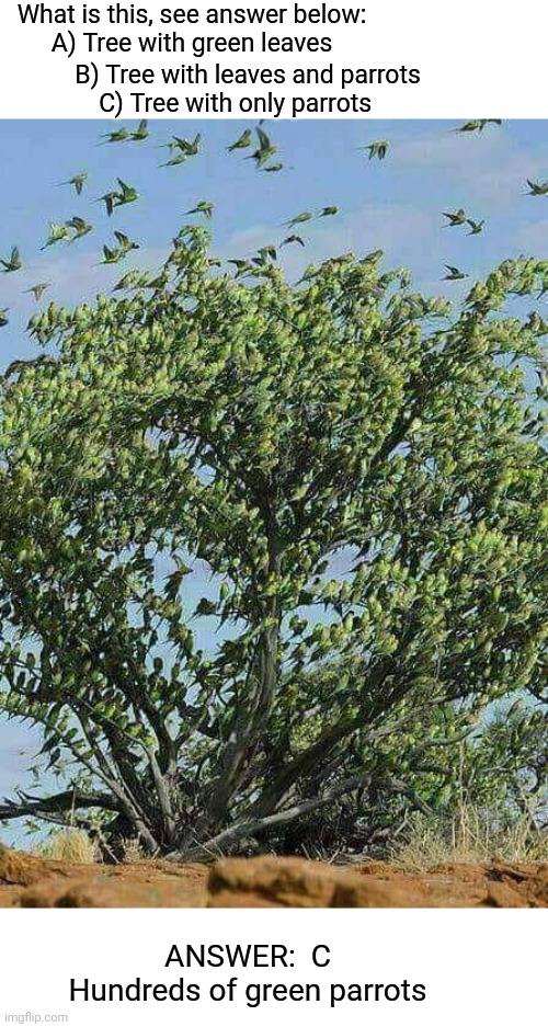 Parrot Tree |  What is this, see answer below:
A) Tree with green leaves; B) Tree with leaves and parrots
C) Tree with only parrots; ANSWER:  C
Hundreds of green parrots | image tagged in parrot,tree,leaves,birds | made w/ Imgflip meme maker
