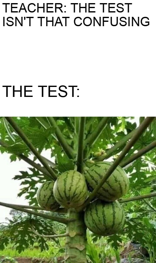That is a papaya tree growing watermelons. watermelons grow on plants! | TEACHER: THE TEST ISN'T THAT CONFUSING; THE TEST: | image tagged in blank white template,the test isn't that confusing,the test | made w/ Imgflip meme maker