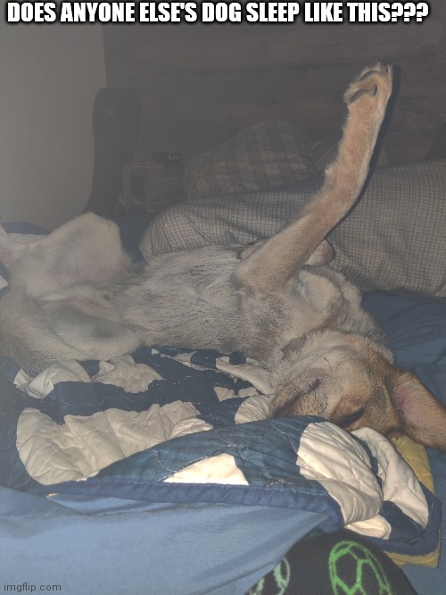 DOES ANYONE ELSE'S DOG SLEEP LIKE THIS??? | made w/ Imgflip meme maker