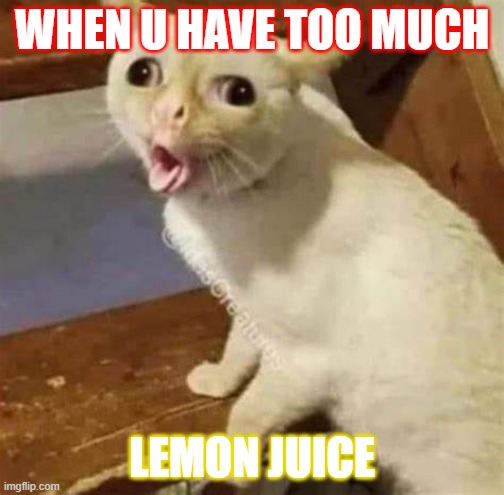 Lemon Juice overload | WHEN U HAVE TOO MUCH; LEMON JUICE | image tagged in funny cats | made w/ Imgflip meme maker