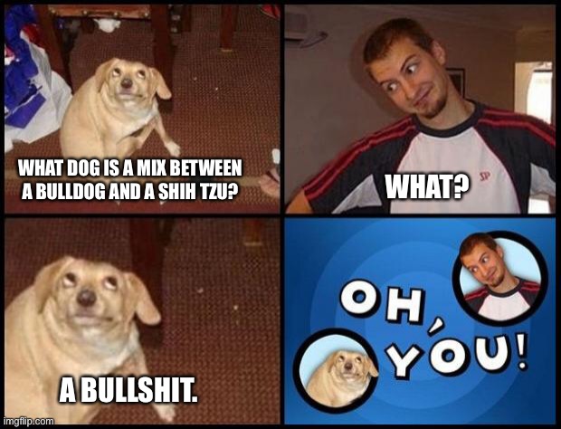 Bulldog/Shih Tzu joke | WHAT DOG IS A MIX BETWEEN A BULLDOG AND A SHIH TZU? WHAT? A BULLSHIT. | image tagged in oh you,funny memes | made w/ Imgflip meme maker
