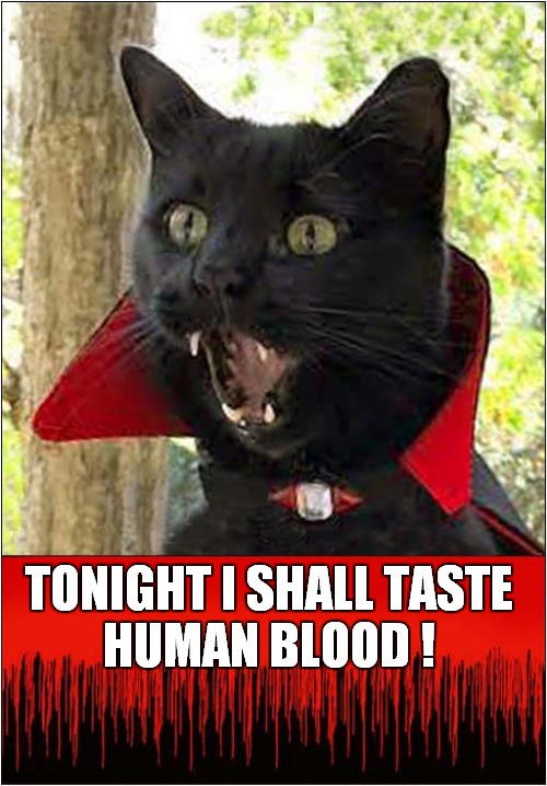 Beware Of The Vampire Cat ! | TONIGHT I SHALL TASTE
HUMAN BLOOD ! | image tagged in cats,vampire,blood | made w/ Imgflip meme maker