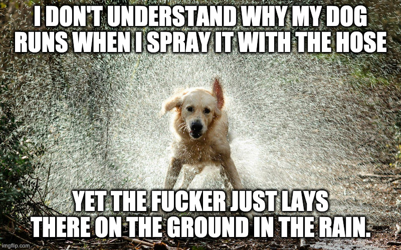 wet dog | I DON'T UNDERSTAND WHY MY DOG RUNS WHEN I SPRAY IT WITH THE HOSE; YET THE FUCKER JUST LAYS THERE ON THE GROUND IN THE RAIN. | image tagged in wet dog | made w/ Imgflip meme maker