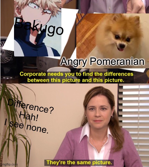 Difference? I see none | Bakugo; Angry Pomeranian; Difference? Hah! I see none. | image tagged in memes,they're the same picture,katsuki bakugo,angry pomeranian | made w/ Imgflip meme maker