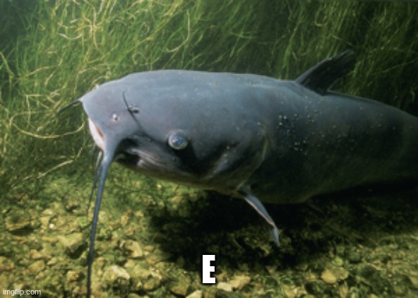 catfish | E | image tagged in catfish | made w/ Imgflip meme maker