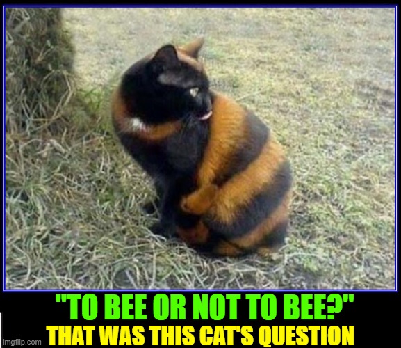 "We must all learn to accept Nature's cruel sting." —Grumpy Cat | "TO BEE OR NOT TO BEE?"; THAT WAS THIS CAT'S QUESTION | image tagged in vince vance,cats,memes,funny cat memes,bee,grumpy cat | made w/ Imgflip meme maker