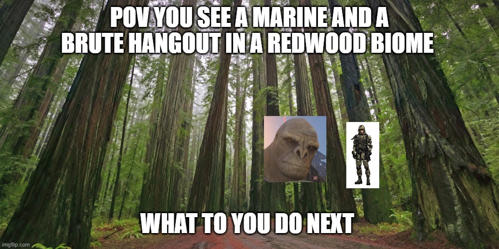 Redwood forest | POV YOU SEE A MARINE AND A BRUTE HANGOUT IN A REDWOOD BIOME; WHAT TO YOU DO NEXT | image tagged in redwood forest | made w/ Imgflip meme maker