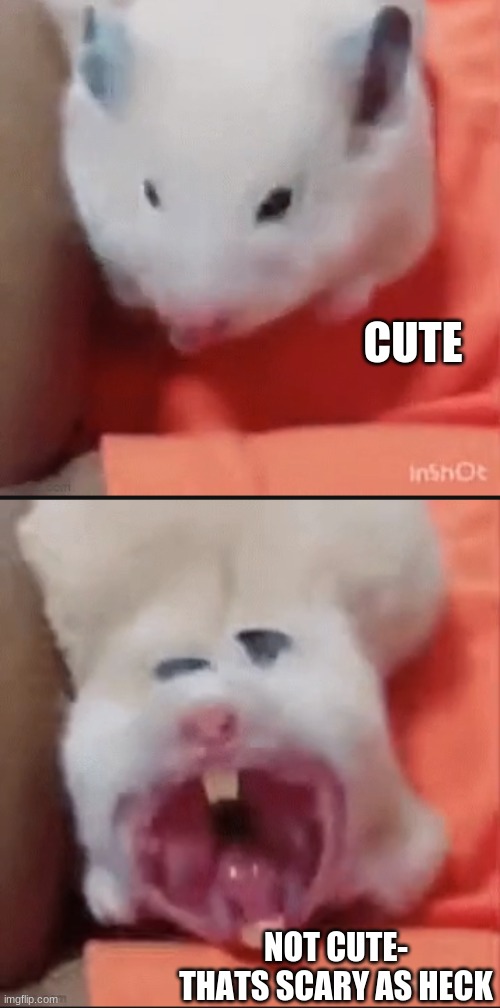 CUTE NOT CUTE- THATS SCARY AS HECK | made w/ Imgflip meme maker