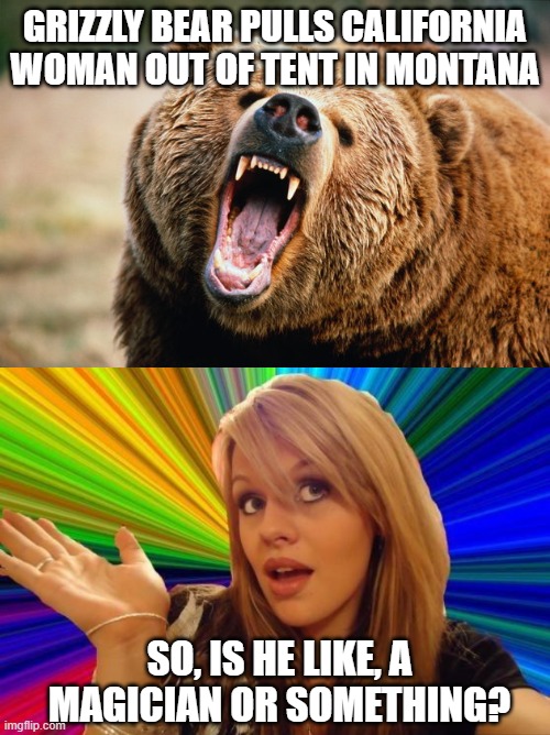 Making fun of the news headline and not the tragic event | GRIZZLY BEAR PULLS CALIFORNIA WOMAN OUT OF TENT IN MONTANA; SO, IS HE LIKE, A MAGICIAN OR SOMETHING? | image tagged in grizzly bear,memes,dumb blonde,headlines,very poor choice of words,grammar | made w/ Imgflip meme maker