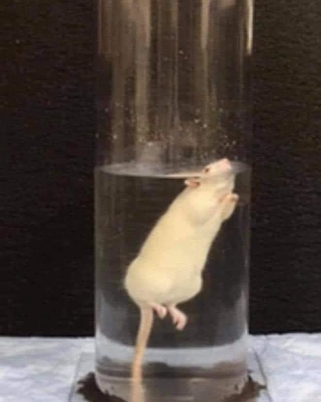 High Quality Rat in water Blank Meme Template