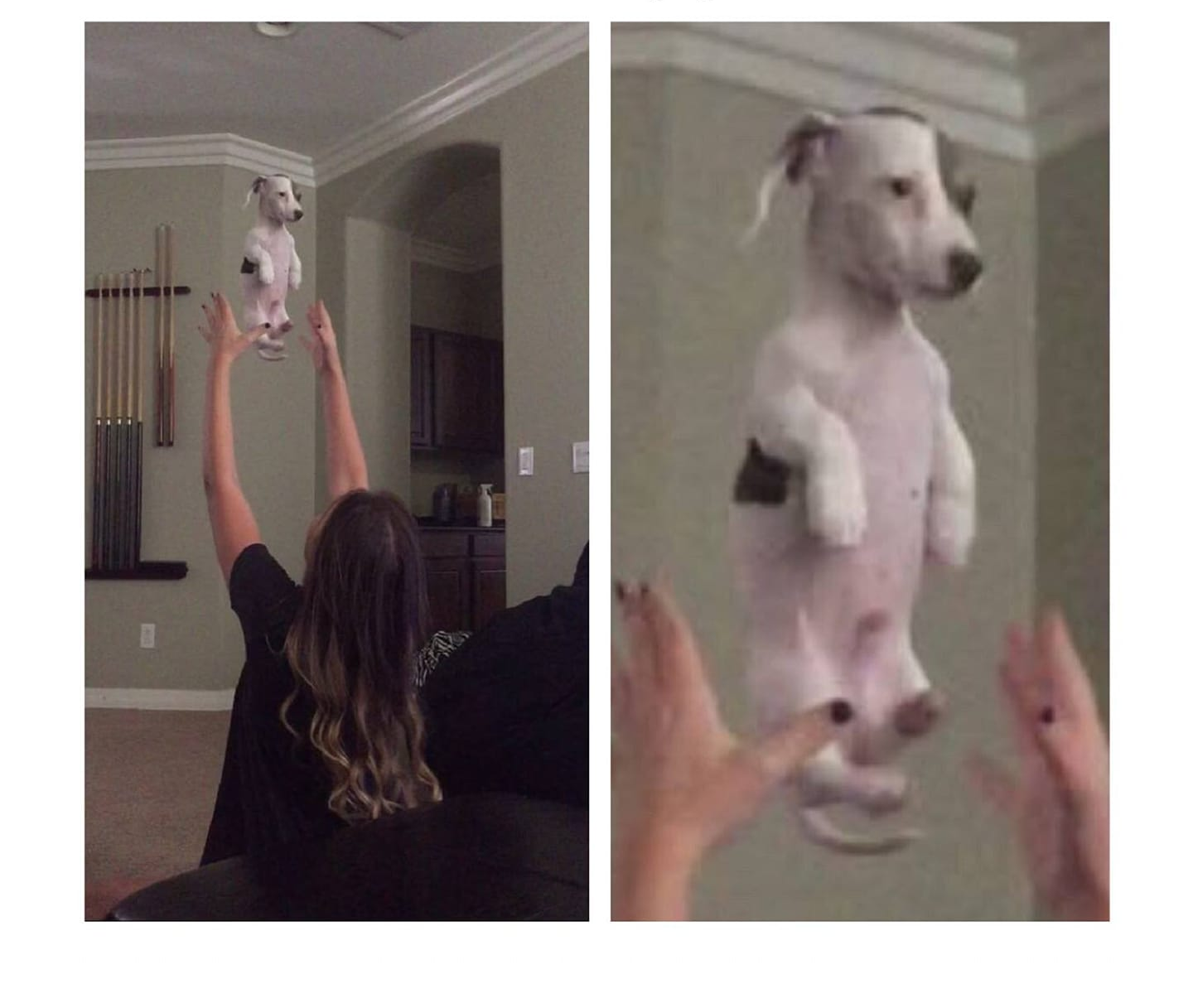 High Quality Tossing a puppy Blank Meme Template
