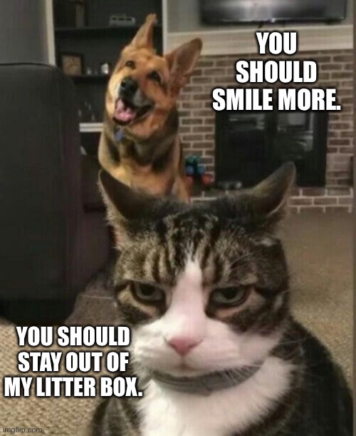 Disgusted cat hates dog | YOU SHOULD SMILE MORE. YOU SHOULD STAY OUT OF MY LITTER BOX. | image tagged in disgusted cat hates dog | made w/ Imgflip meme maker