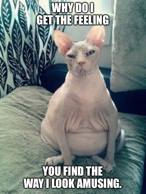 Fat Cat | WHY DO I GET THE FEELING; YOU FIND THE WAY I LOOK AMUSING. | image tagged in fat cat | made w/ Imgflip meme maker