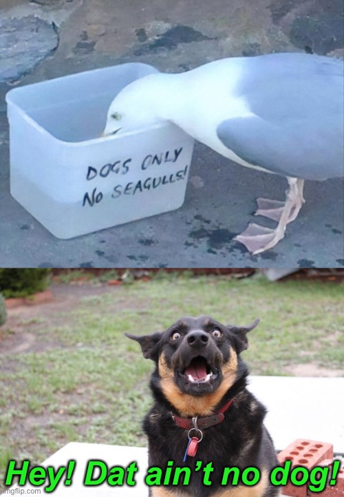 Read the Sign See-gull! | Hey! Dat ain’t no dog! | image tagged in funny memes,dogs | made w/ Imgflip meme maker