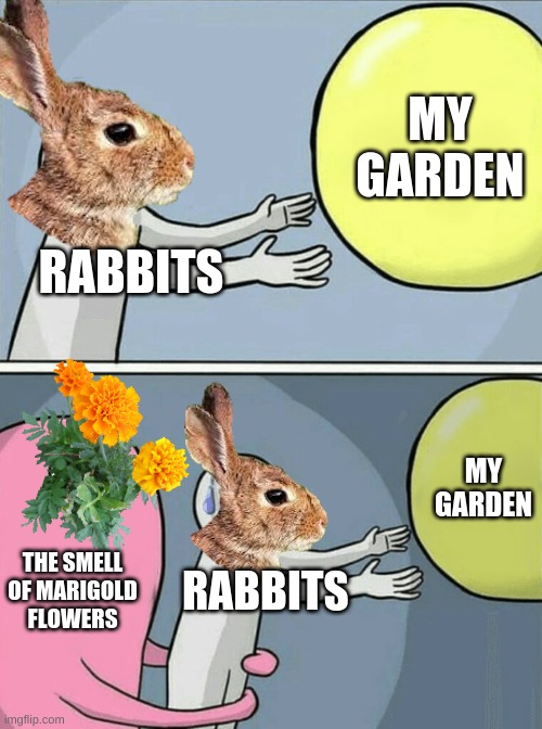 Rabbits and Marigold | MY GARDEN; RABBITS; MY GARDEN; THE SMELL OF MARIGOLD FLOWERS; RABBITS | image tagged in gardening,marigold,flowers,rabbits | made w/ Imgflip meme maker