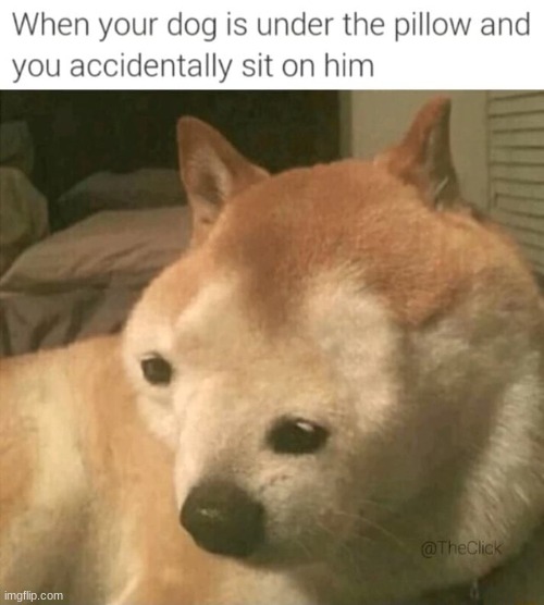 I know you have done this to your dog before | image tagged in doge,oh wow are you actually reading these tags,pillow,funny memes,sitting | made w/ Imgflip meme maker