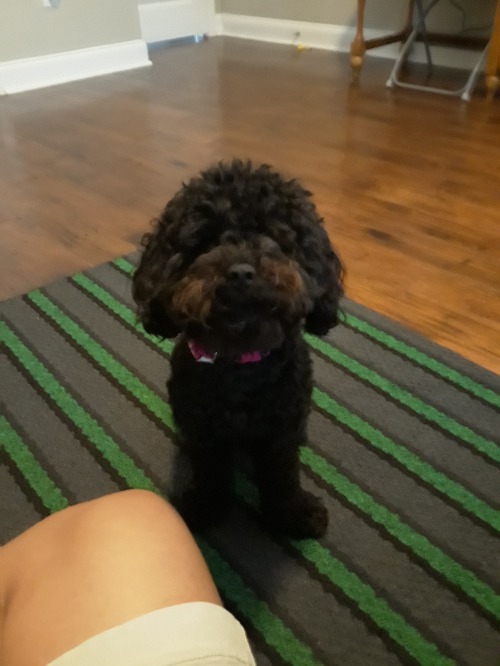My doggo | made w/ Imgflip meme maker