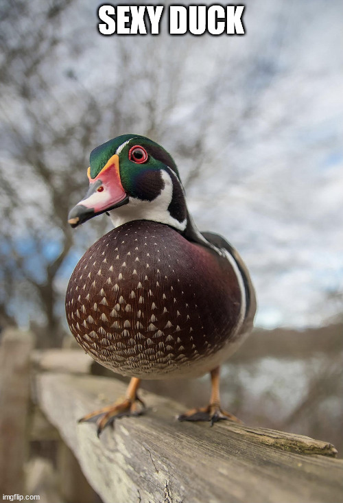Sexy duck | SEXY DUCK | image tagged in sexy duck | made w/ Imgflip meme maker