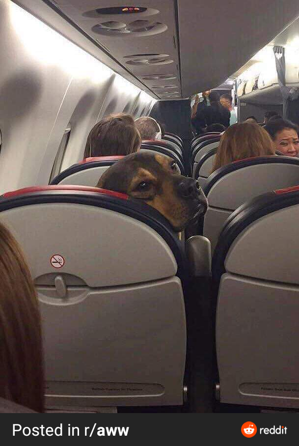 dog on plane Blank Meme Template