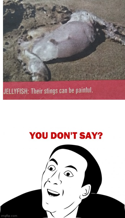 sorry about the horrible picture of that stranded jellyfish (its from a newspaper) | image tagged in memes,blank transparent square,you don't say | made w/ Imgflip meme maker