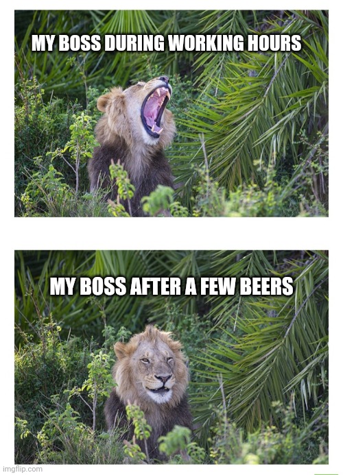 After work beers | MY BOSS DURING WORKING HOURS; MY BOSS AFTER A FEW BEERS | image tagged in boss,deal with it like a boss,beer,lion,before and after,funny memes | made w/ Imgflip meme maker