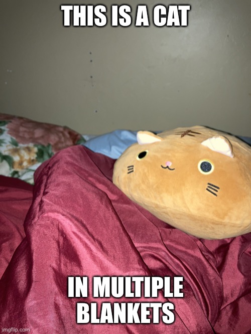 Cat blankets | THIS IS A CAT; IN MULTIPLE BLANKETS | image tagged in meow | made w/ Imgflip meme maker