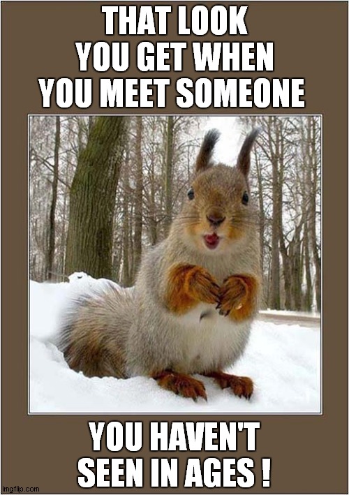 Hello There ! | THAT LOOK YOU GET WHEN YOU MEET SOMEONE; YOU HAVEN'T SEEN IN AGES ! | image tagged in fun,the look,meeting,squirrel | made w/ Imgflip meme maker