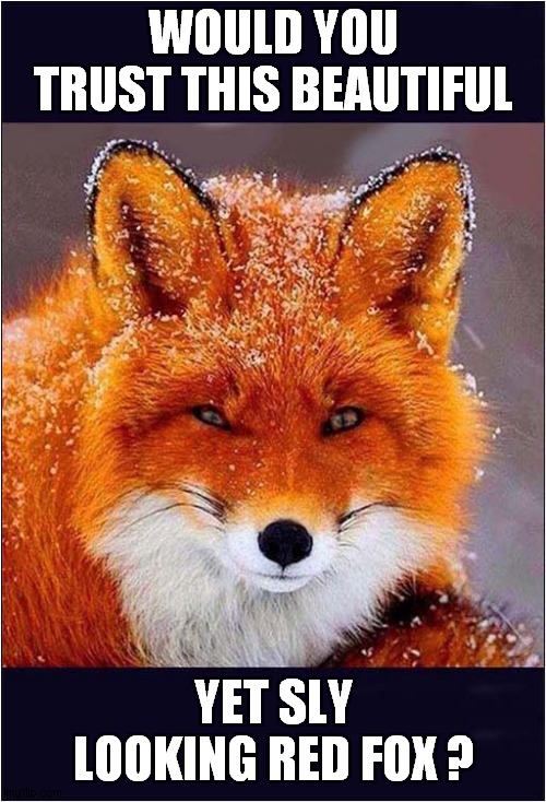 What Is This Fox Thinking ? | WOULD YOU TRUST THIS BEAUTIFUL; YET SLY LOOKING RED FOX ? | image tagged in fun,fox,trust | made w/ Imgflip meme maker