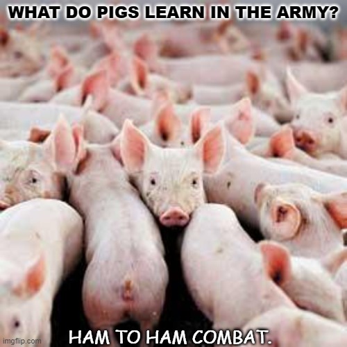 Daily Bad Dad Joke 07/09/2021 | WHAT DO PIGS LEARN IN THE ARMY? HAM TO HAM COMBAT. | image tagged in pigs | made w/ Imgflip meme maker