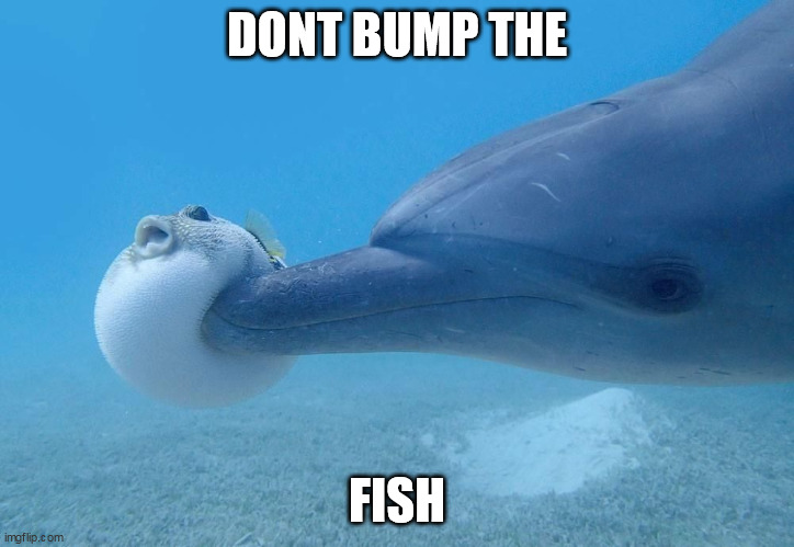 dolphin puffer fish | DONT BUMP THE; FISH | image tagged in dolphin puffer fish | made w/ Imgflip meme maker