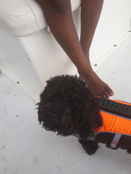 My doggo on the boat | made w/ Imgflip meme maker