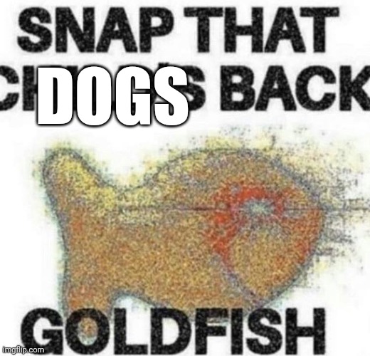 snap that child's back | DOGS | image tagged in snap that child's back | made w/ Imgflip meme maker